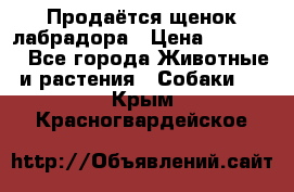 Продаётся щенок лабрадора › Цена ­ 30 000 - Все города Животные и растения » Собаки   . Крым,Красногвардейское